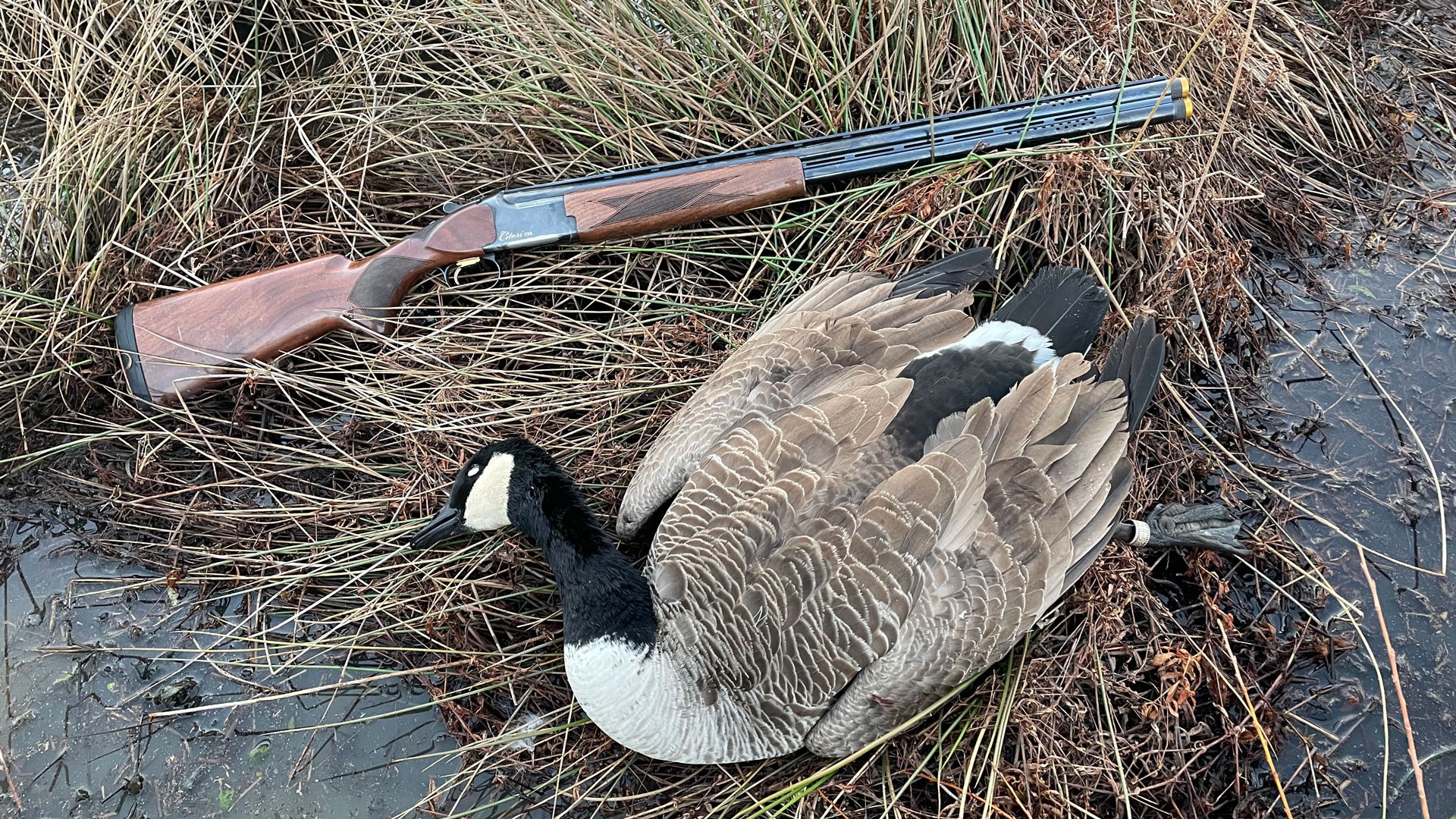 Goose and Gun