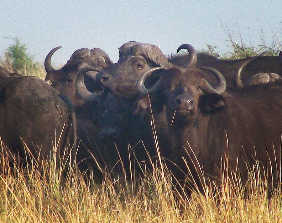 Cape Buffalo