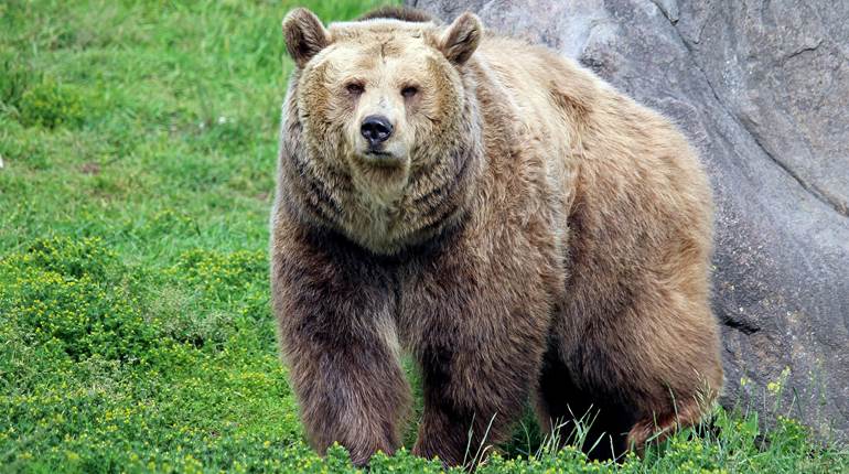 Grizzly Bear Shot and Killed Near Choteau, Montana | An Official Journal Of The NRA