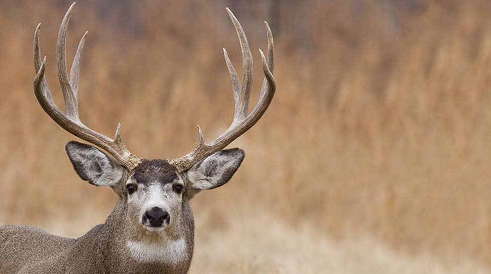 mintomuledeer_lead.jpg
