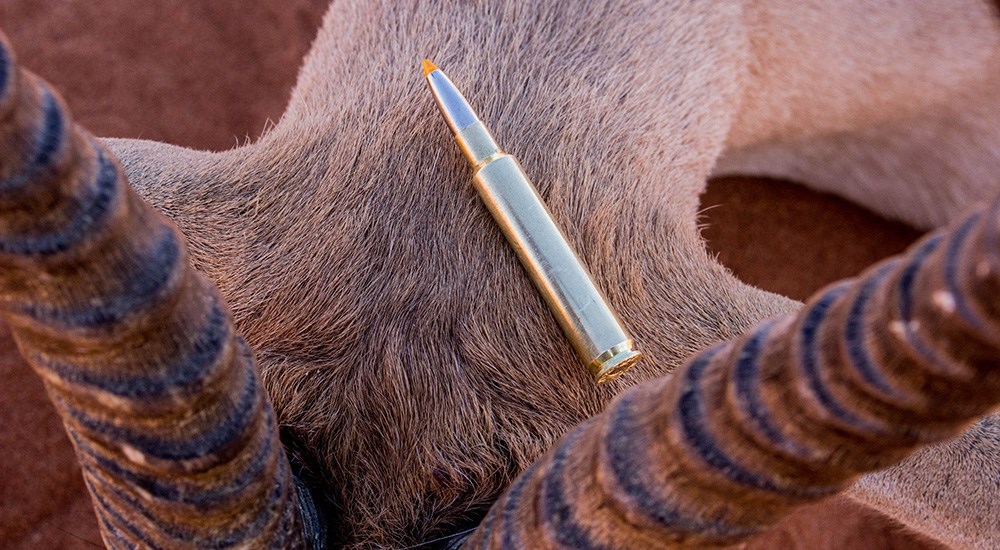 .280 Ackley Improved cartridge close up laying on gemsbok head.