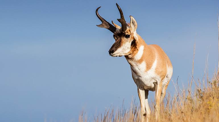 ‘Roughing It’ for Speed Goats | An Official Journal Of The NRA