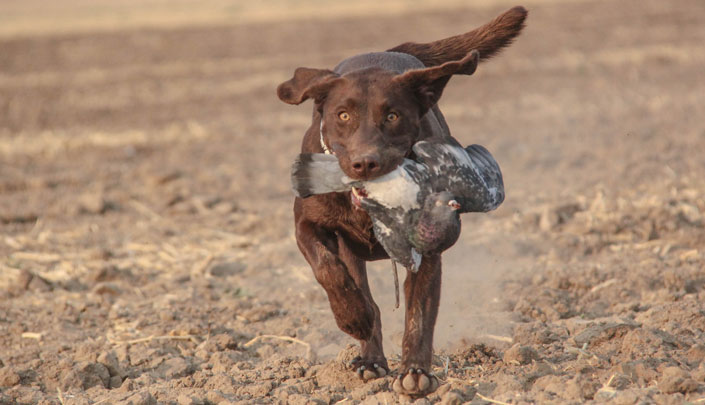 Wild eyed chocolate lab retrieving a pigeon