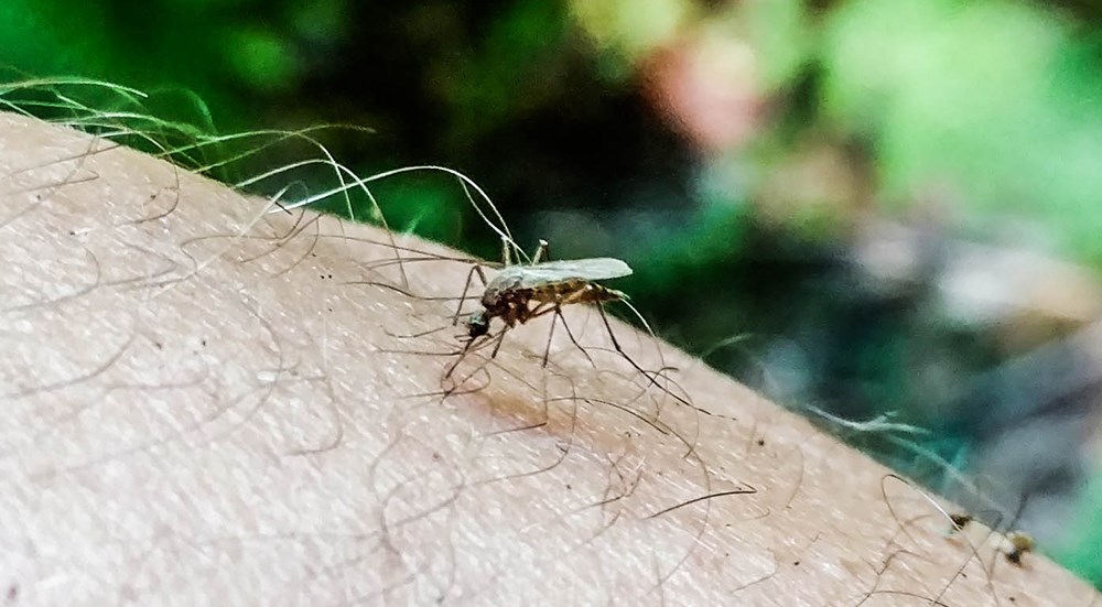 Mosquito biting human skin.