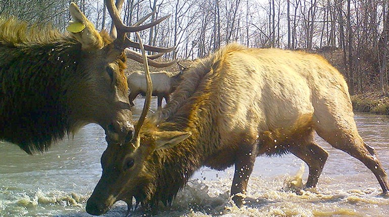 Elk Country Reestablished in Virginia | An Official Journal Of The NRA