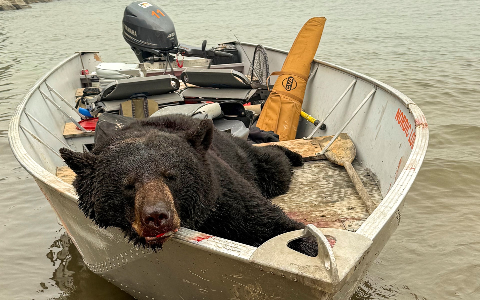 Bear in a boat