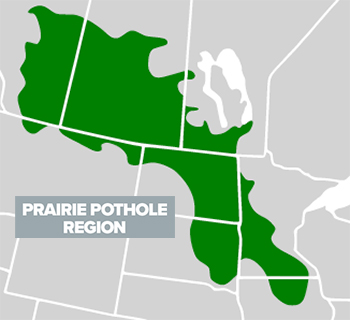 Prairie Pothole Region for waterfowl