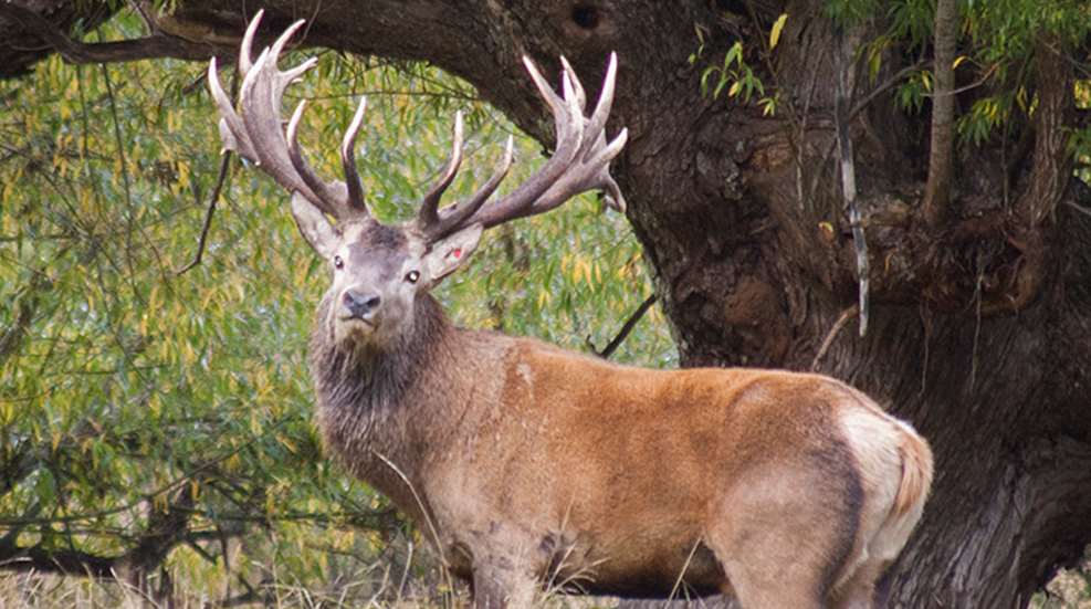 new_zealand_stag_f.jpg