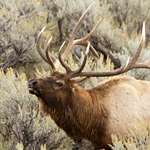 howtocontrolscent-elkcountry_lead.jpg