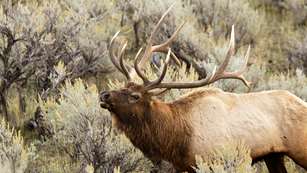 howtocontrolscent-elkcountry_lead.jpg