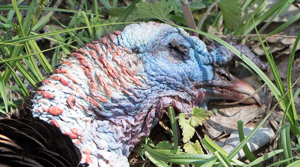 clean_wild_turkey_featured.jpg