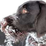 Hunting Dog