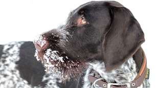 Hunting Dog