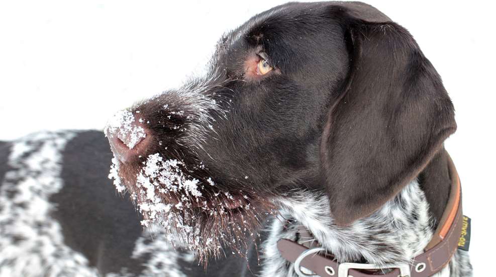 Hunting Dog