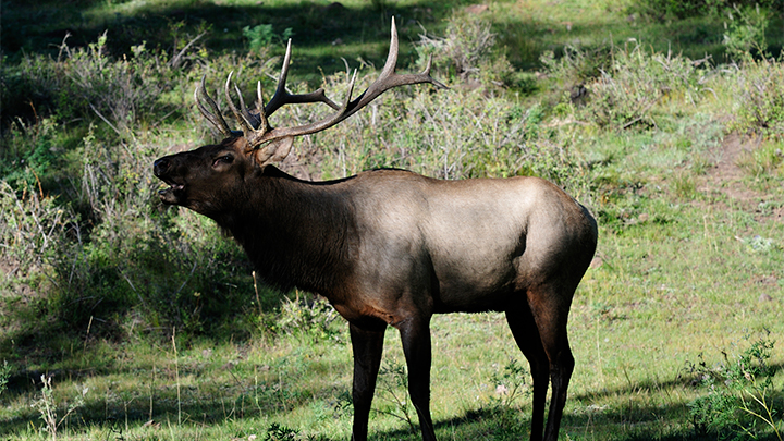 Bull Elk Bugling