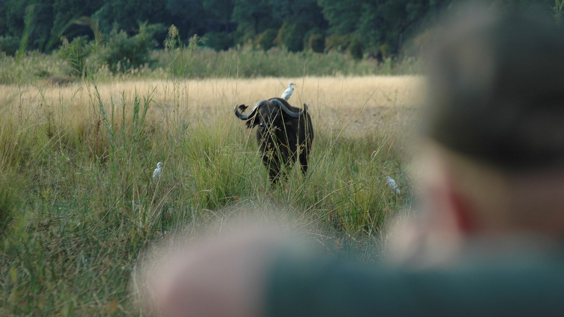 Bachelor bull