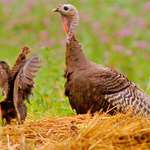 Mainturkey And Poult