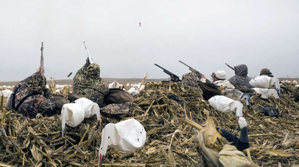 snow_goose_group.jpg