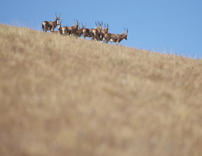 Blesbok on a Hillside