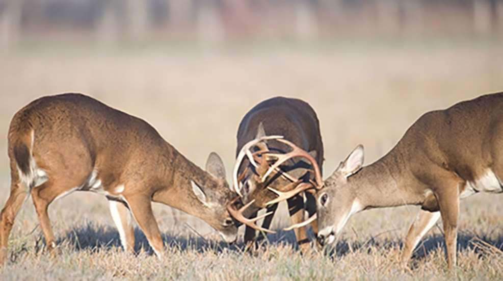 istock_000008791254small.jpg