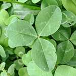 Clover