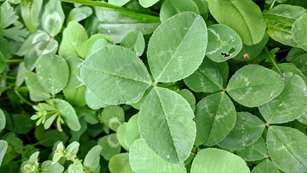 Clover