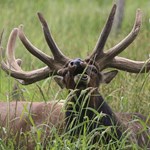 Tips & Tricks: Scout Early for Bucks and Bulls | An Official Journal Of The NRA