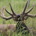 Elk In Velvet