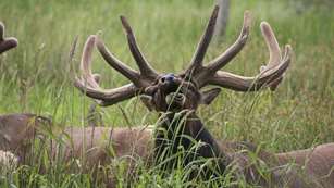 Elk In Velvet