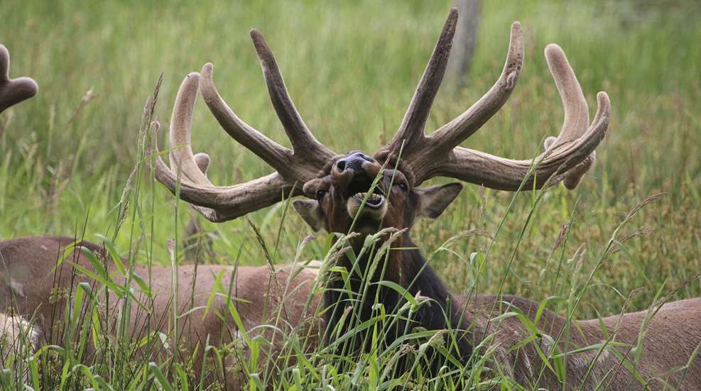 Elk In Velvet