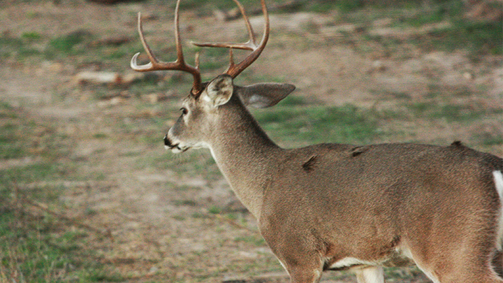 Whitetail Buck Quartering Away