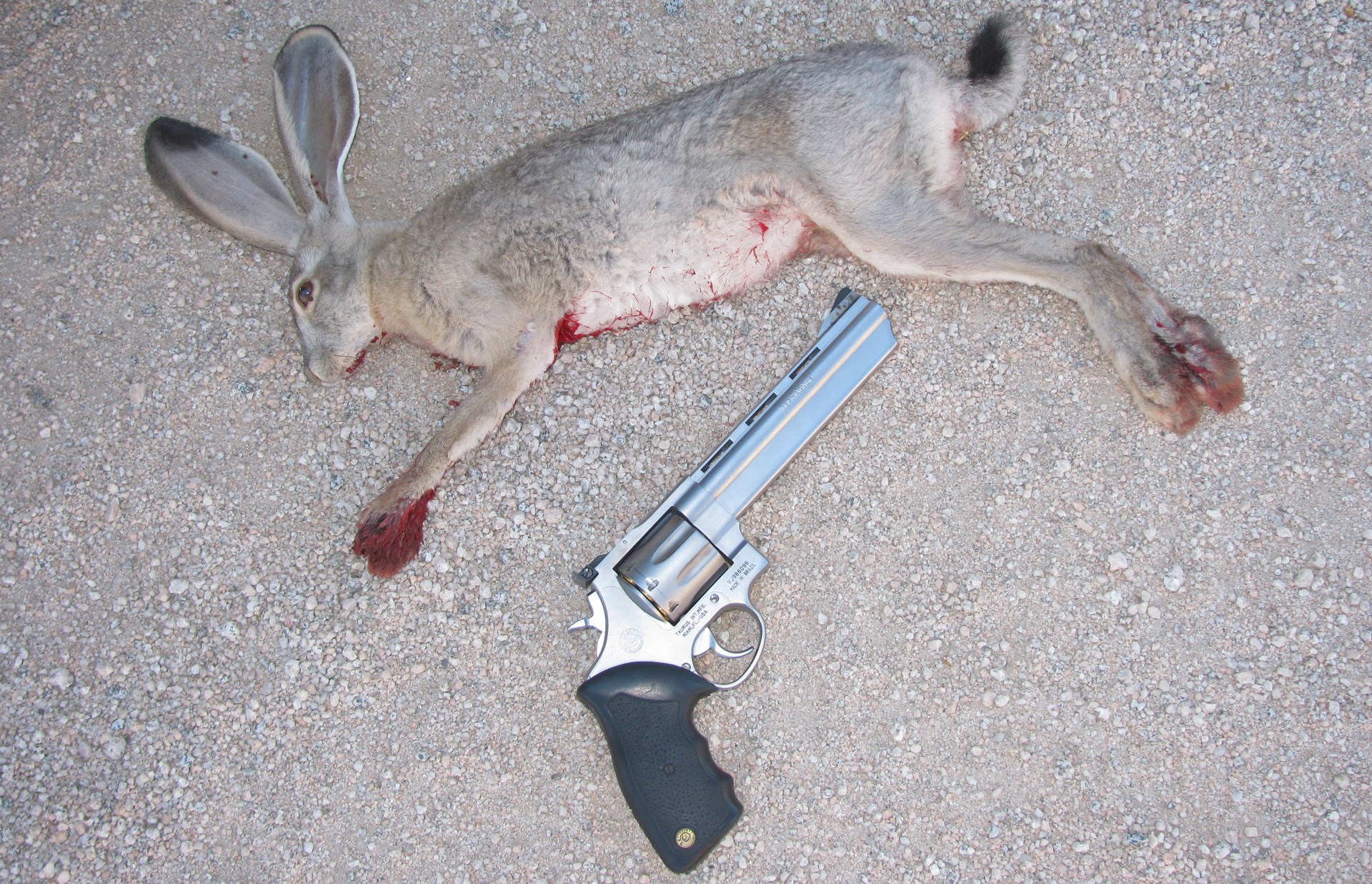 Jack Rabbit