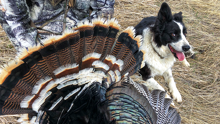 Hunting Dog with Hunter Holding Turkey