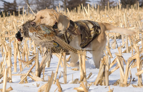 Go Fetch!