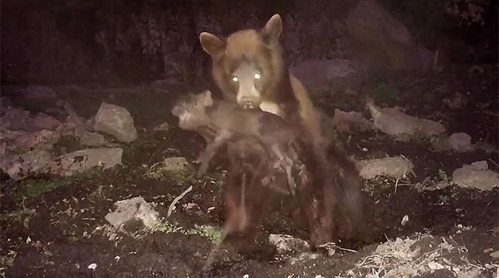 bear_pig_tejon_f.jpg