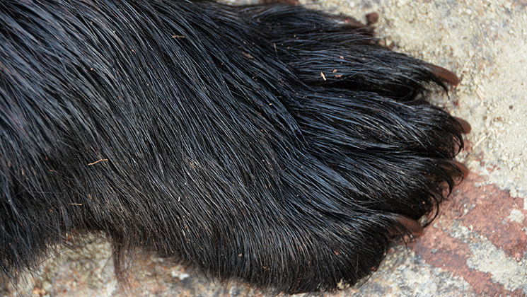 Black bear guide: how to identify, where to find them and what to do if you encounter one - Discover Wildlife