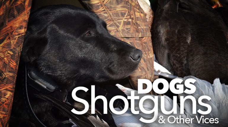 Are Oklahoma and Texas Quail Turning A Corner? | An Official Journal Of The NRA