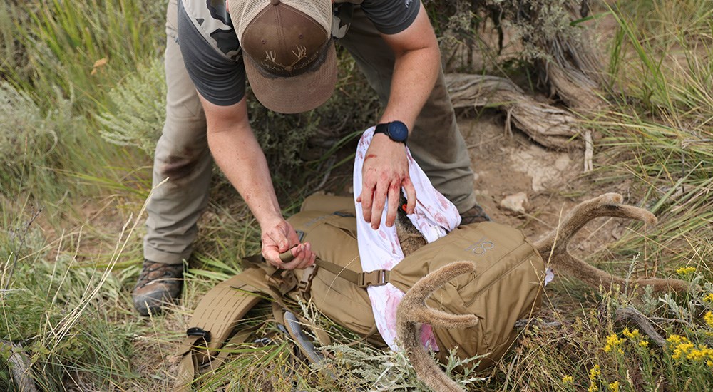 Male hunter placing mule deer buck meat in backpack to hike out of mountains.