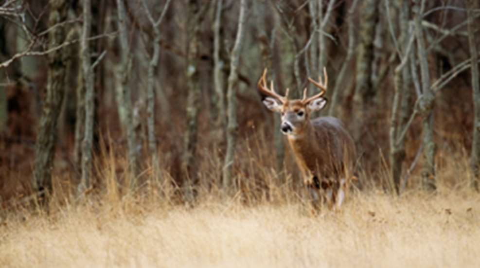 2012627152917-pattern_buck_feat.jpg