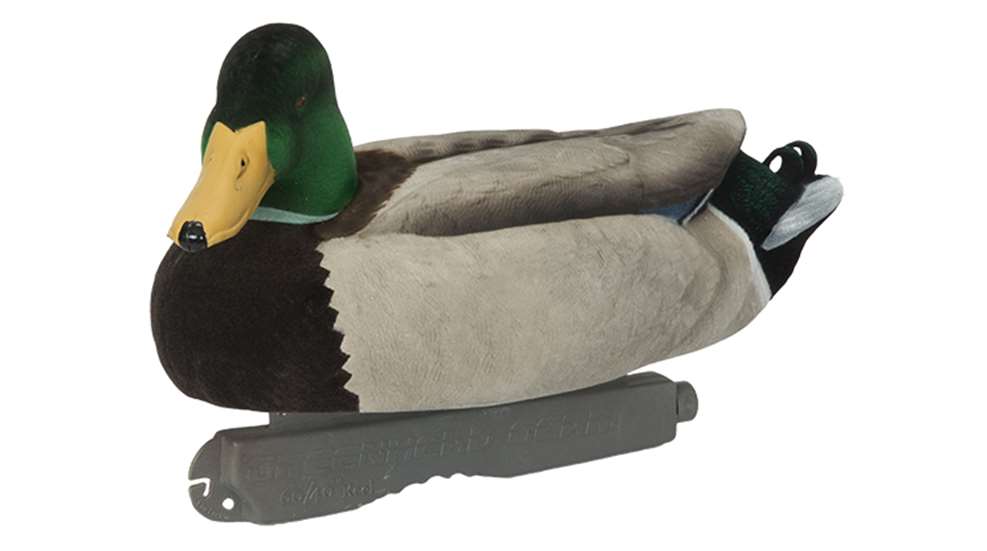 avery_mallard_2017.jpg