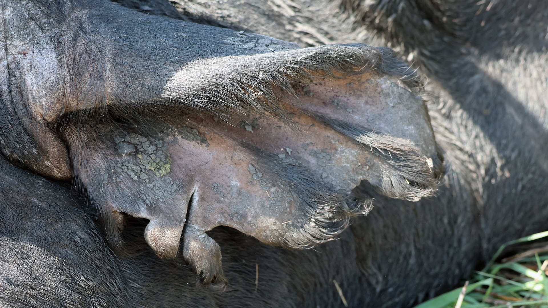 Buffalo ear
