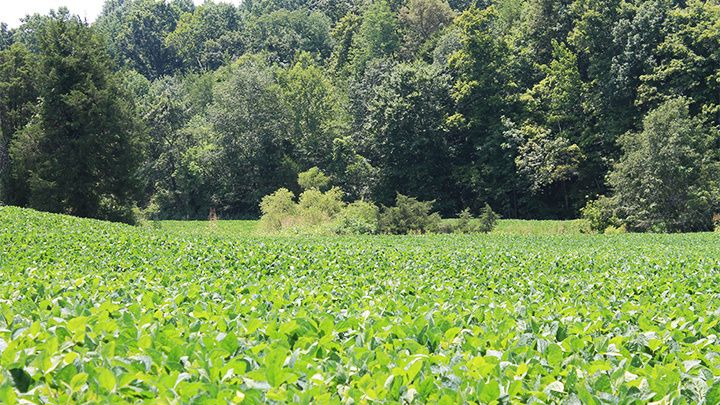 Soybean field