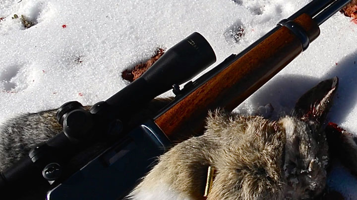 Dead rabbit with shell on fur and rifle