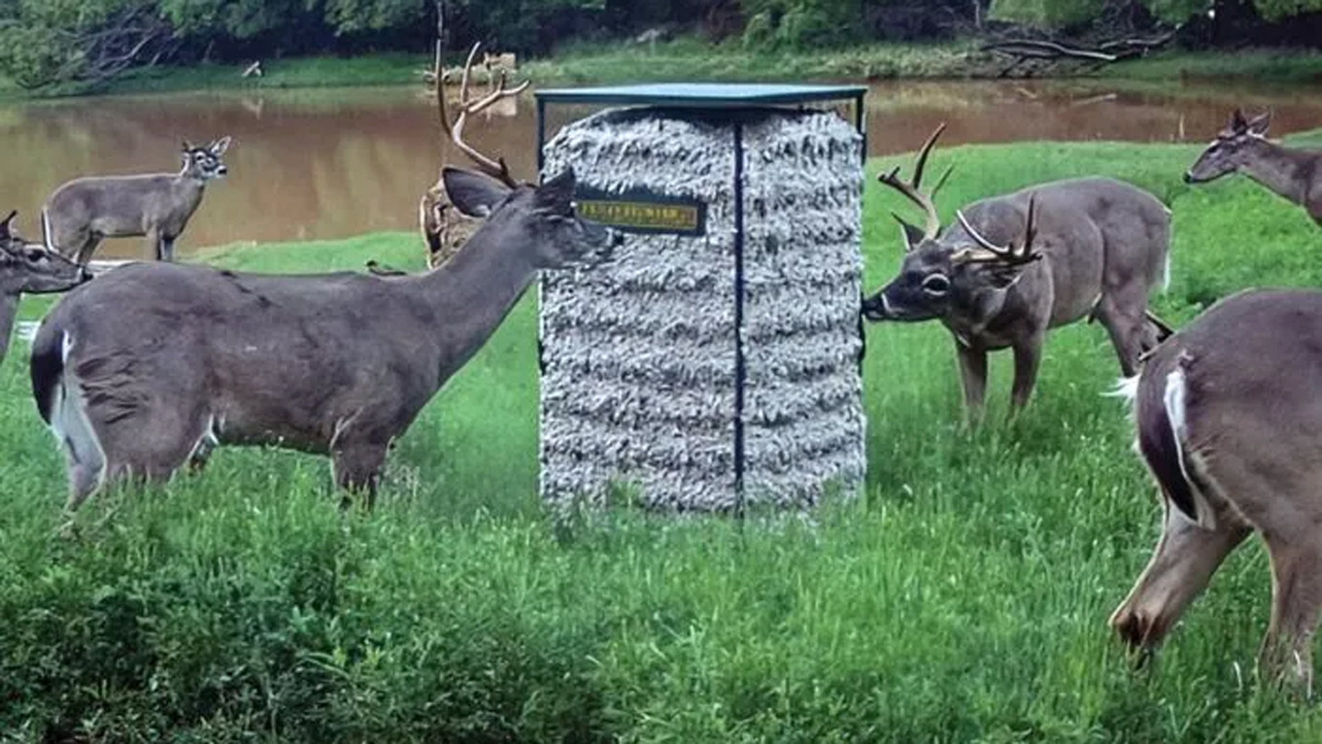Lededeer Using Cottonseed Feedert