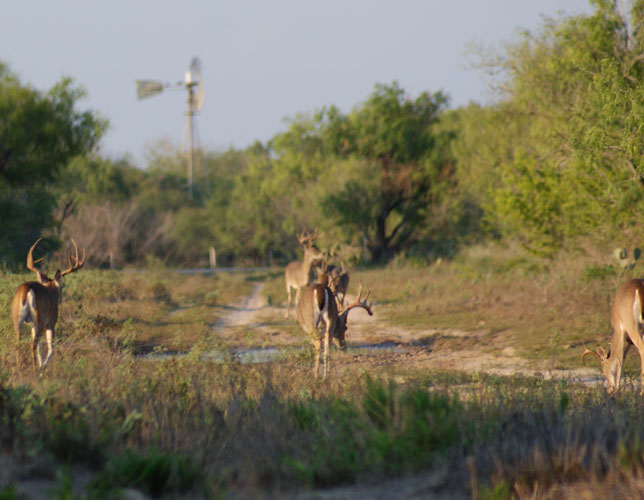 Whitetails