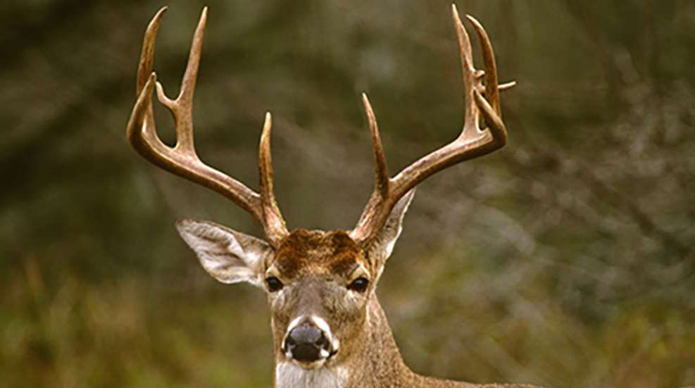 Do You Count Points on Both Antlers? Debunking Deer Hunting Myths.