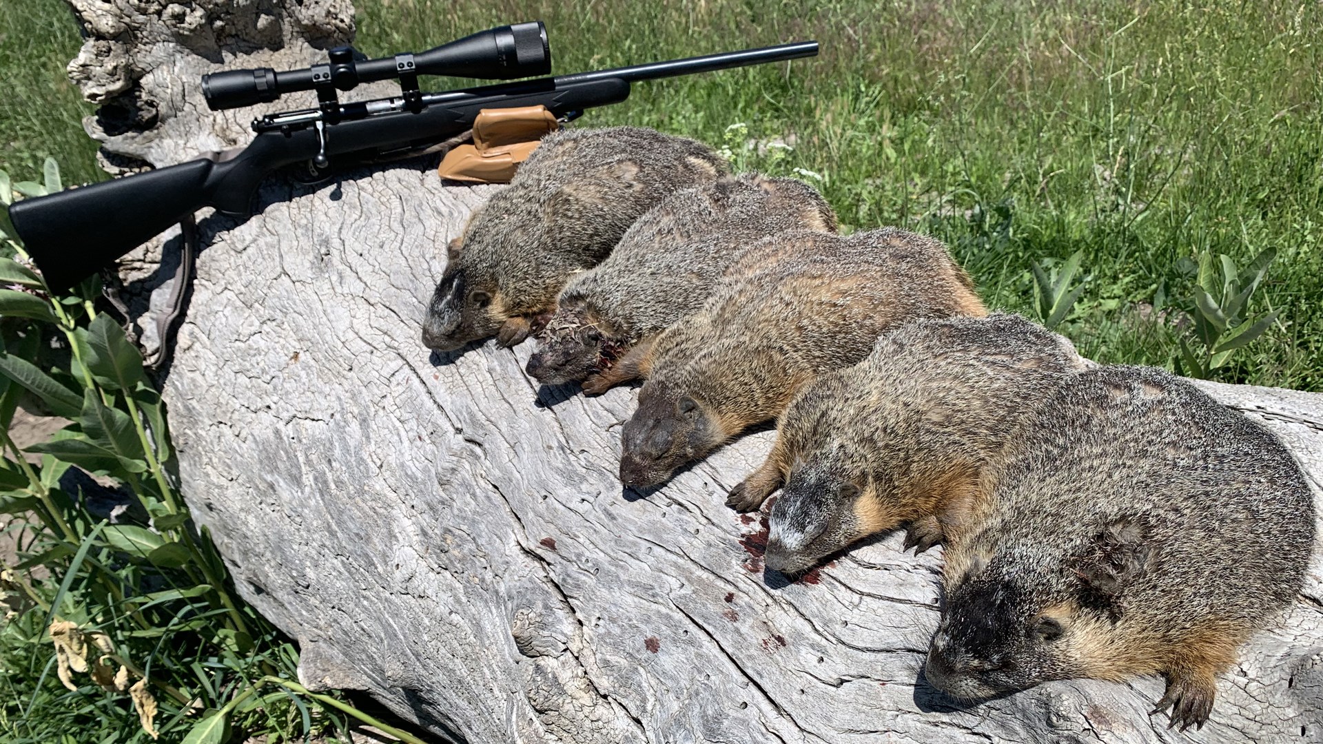 Marmonts on log