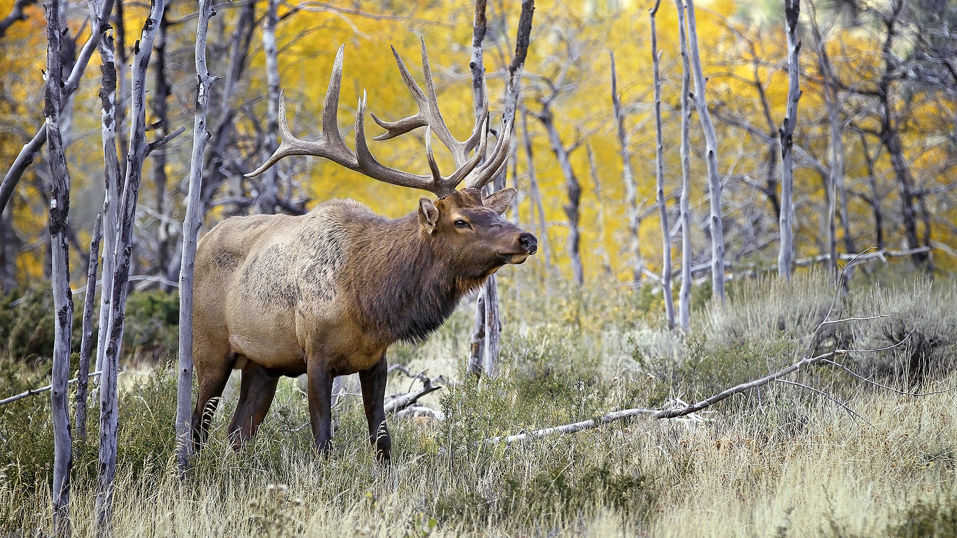 W H2026 02 F WESTERN ELK Elk Bull DDB4WWR 2021
