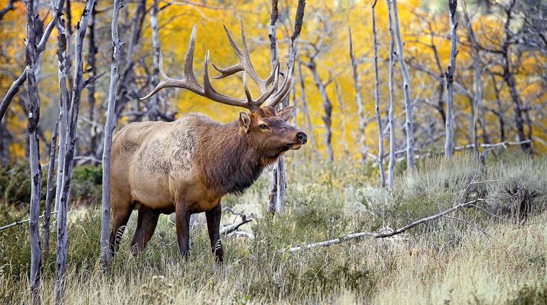 Full Camp, Filled Tags: An Elk Hunt in Utah | An Official Journal Of The NRA
