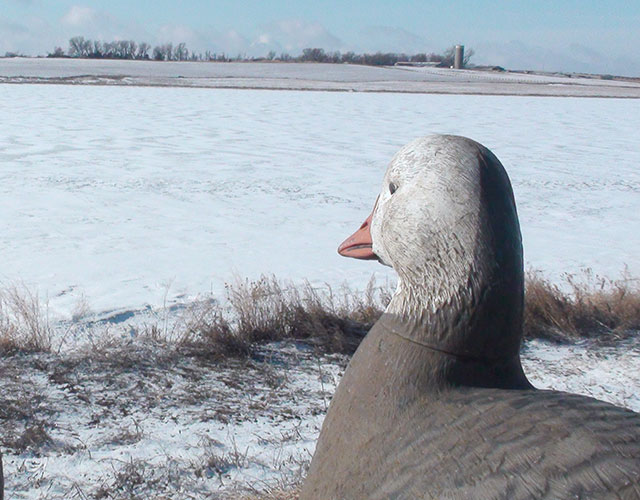 Iced Over